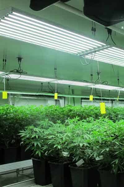 a building where marijuana plants are grown