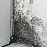 black mold on wall and underneath window